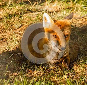 Close-up of a fox resting in a park
