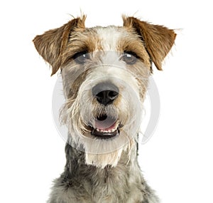 Close-up of a Fox terrier facing, panting, isolated