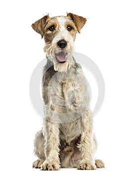 Close-up of a Fox terrier sitting, facing, panting, isolated