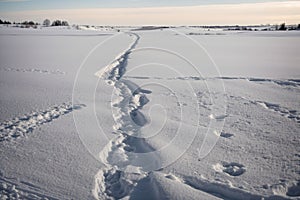 Close-up of a fox tracks in fresh snow