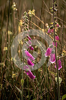 Close- up of foxglove bells flowers in a field..