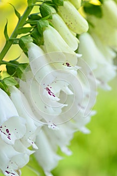 Close-up foxglove - Digitalis purpurea. photo