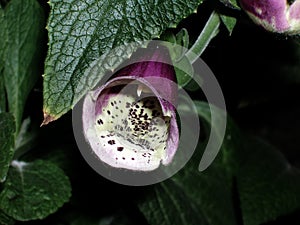 Close up of Foxglove flower
