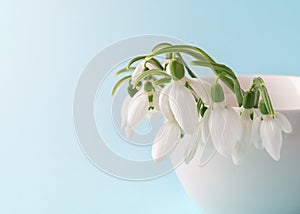 Close-up of fragile snowdrops in a  white ceramic vase against pastel blue background. Small bouquet of the first spring flowers