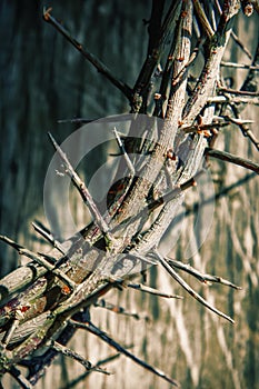 Close up fragment of crown of thorns as a symbol of death and resurrection of Jesus Christ. Vertical image