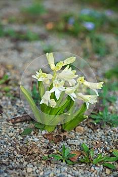 Close-up fragrant flowering hyacinth with the flowers in form a spike or raceme in a clody day in spring