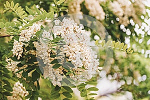 Close-up of fragrant flowers of Abundantly acacia, Robinia pseudoacacia. Summer