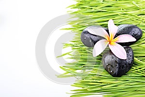 Close up Frangipani flower and black stone on grass