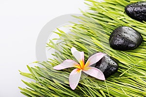 Close up Frangipani flower and black stone on grass-spa concept