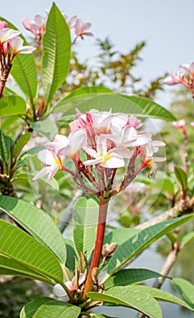 Close up of frangipani flower or Leelawadee flower