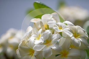 Close up of frangipani flowers with green background. White plumeria rubra flowers. Exotic Plumeria Spa Flowers on green