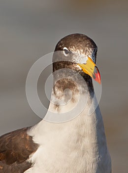 Close-up of Franklin's Gull