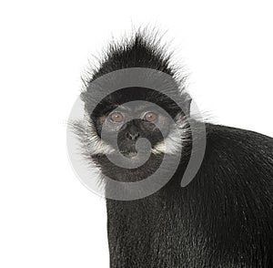 Close-up on a FranÃ§ois\' langur, Trachypithecus francoisi, isolated on white