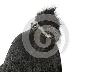 Close-up on a FranÃ§ois\' langur, Trachypithecus francoisi, isolated on white