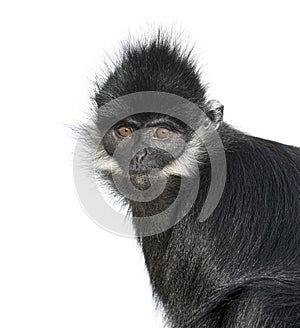 Close-up on a FranÃ§ois\' langur, Trachypithecus francoisi, isolated on white