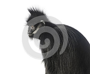 Close-up on a FranÃ§ois\' langur, Trachypithecus francoisi, isolated on white