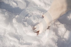Close-up of freezing dog paws on white snow in winter.