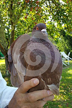 Close up of French brown Mondain edible breed of pigeon held in hand by man