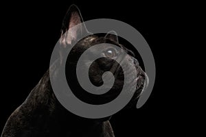 Close-up French Bulldog Dog like Monster in Profile view Isolated
