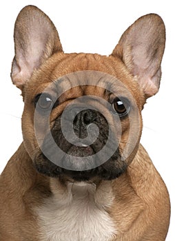 Close-up of French Bulldog puppy