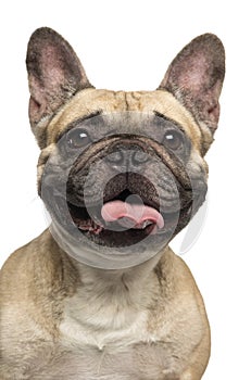 Close-up of a French Bulldog, sticking the tongue out, smiling