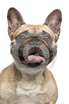 Close-up of a French Bulldog, sticking the tongue out, smiling photo
