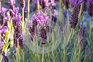 French lavender levandula stoechas flowers in bloom