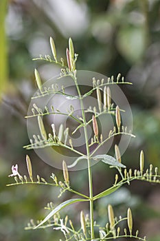 Close up fresh Andrographis paniculata plant in  a garden.Commonly known as Creat plant.