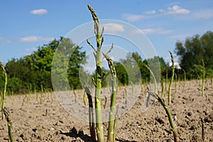 Close-up of fresh asparagus sproutings in soil
