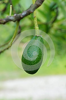 The close-up of fresh avacado on tree