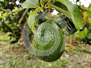 Close-up fresh avocado grow on the tree. Avocado fruit hanging on twig with green leaves background