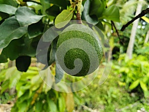 Close-up fresh avocado grow on the tree. Avocado fruit hanging on twig with green leaves background