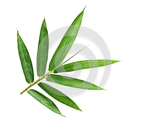 Close-up fresh Bamboo leaves
