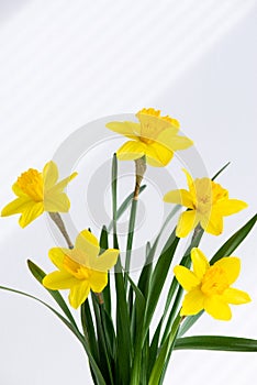 Close up of fresh beautiful bunch of yellow blossoming narcissus flowers in white vase on white nature background