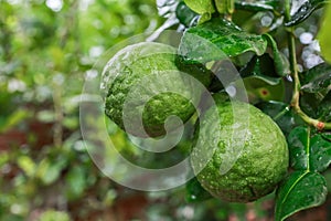 Close-up fresh Bergamot fruit on bergamot tree with green natural background