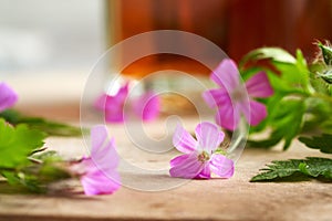 Close up of fresh blooming herb-Robert or Geranium robertianum plant with tincture