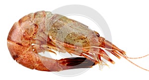 Close up of fresh boiled tiger shrimp isolated on white backgrou