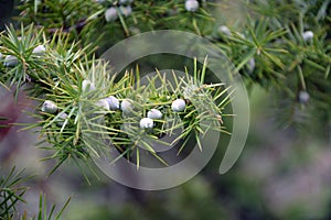 A close-up of fresh branches and small green fruits of Cade (Juniperus oxycedrus) photo