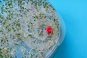 Close-up on fresh broccoli sprouts in a transparent sprouter, bl