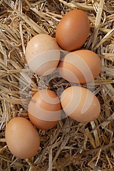 Close-up of fresh brown eggs on straw