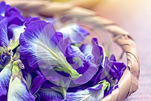 Close-up of fresh butterfly pea flower in basket