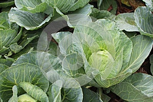 Close up of fresh cabbage.