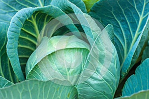 Close-up of fresh cabbage in the vegetable garden