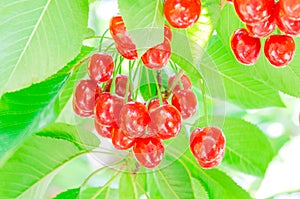 Close-up fresh cluster of red and ripe cherries hanging branch with blurry background