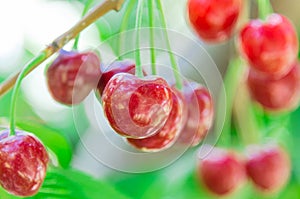 Close-up fresh cluster of red and ripe cherries hanging branch with blurry background