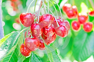 Close-up fresh cluster of red and ripe cherries hanging branch with blurry background