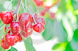 Close-up fresh cluster of red and ripe cherries hanging branch with blurry background