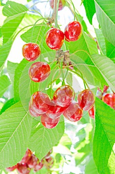 Close-up fresh cluster of red and ripe cherries hanging branch with blurry background