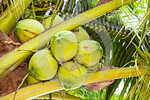 The close up of fresh coconut