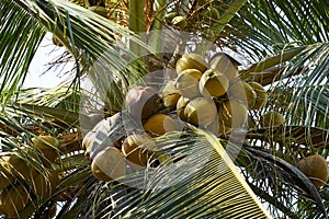 Close up fresh coconut tree in summer